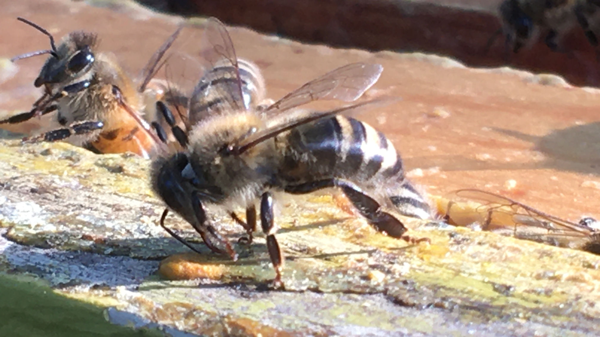 Three Bees on Facebook Watch